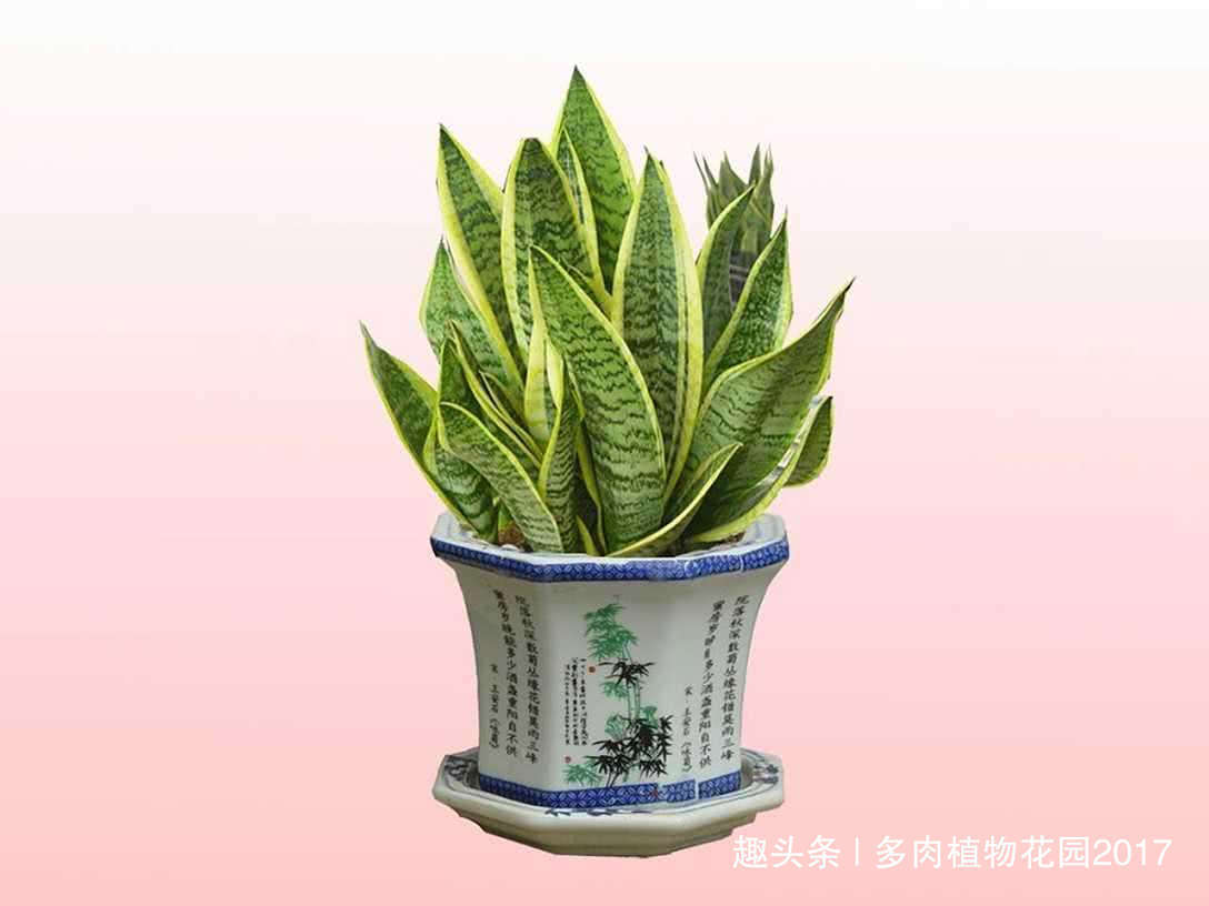 长势|花土底部加上两样东西,虎皮兰长得欢