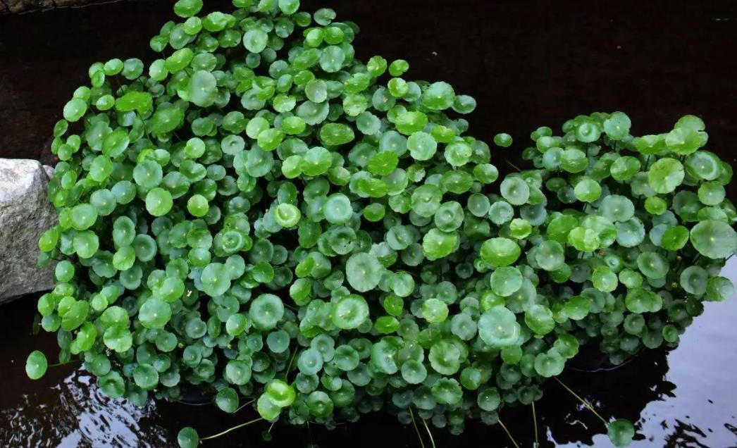 植株|天热盆栽铜钱草,满足3条件,叶子圆滚滚,油绿得像小荷叶