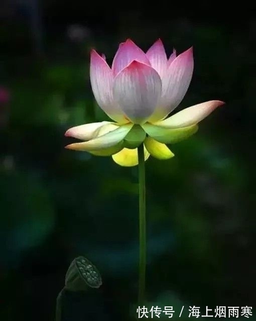 福报@做人,要懂得忍,让,善