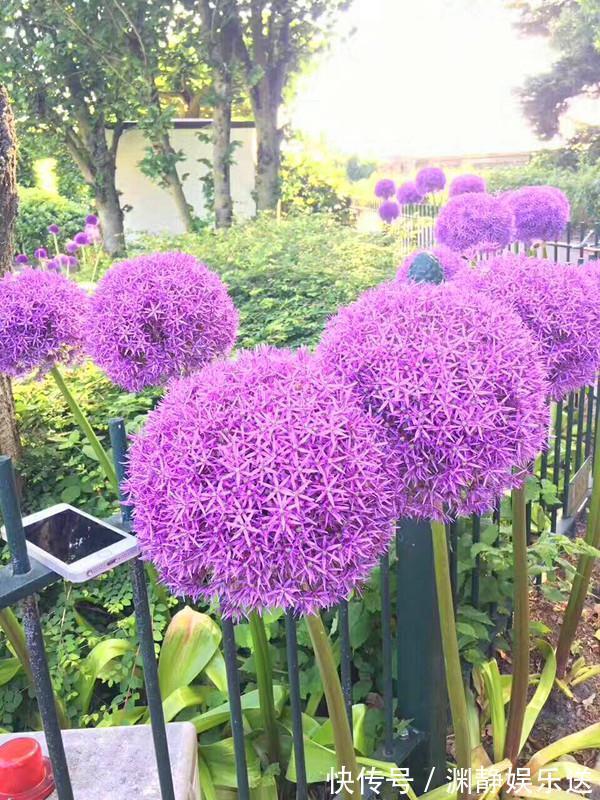 花径|花径最大的球根花卉,花期长,花色艳丽,漂亮又好养,养花就选它