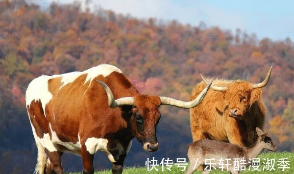 生肖牛|大金牛哪月出生的属牛人职场顺遂，命里藏金，看看有你吗