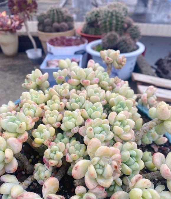 夏天|高温季节养肉肉,“控水”放在首位,花土越干燥,多肉越安全