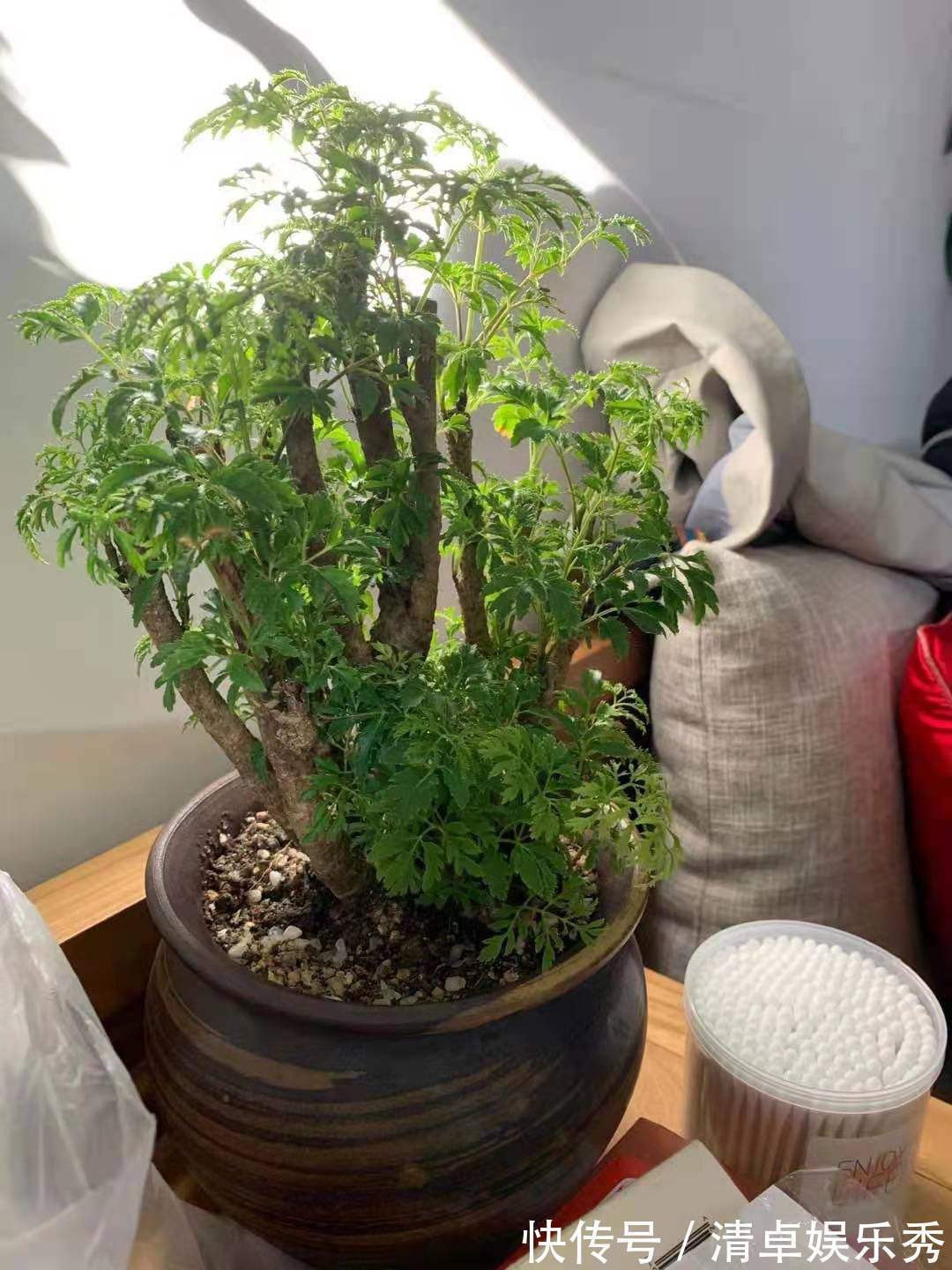 寓意|选耐阴花看看这5样，养家里寓意好，阴暗处也照样开花