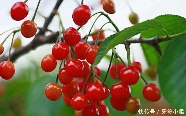 樱桃|藏在身边的“助眠王”,不是桂圆,饭后当零食吃,睡得踏实人精神