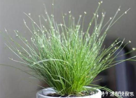 玫瑰|喜欢牡丹,不如养“稀有玫瑰”宠爱小姐,金蕊红衣,甚是美艳!