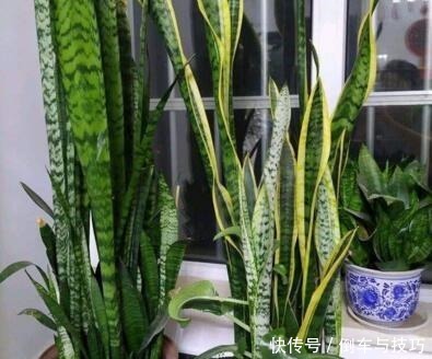 6种花，随便养一盆，空气清新“病菌”少！我就养6盆，对家人好！