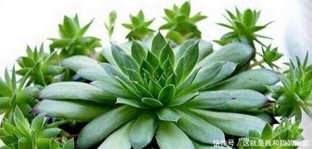 犯愁|多肉观音莲,最爱“吃大饼”,一摊一大张,一个夏天都犯愁