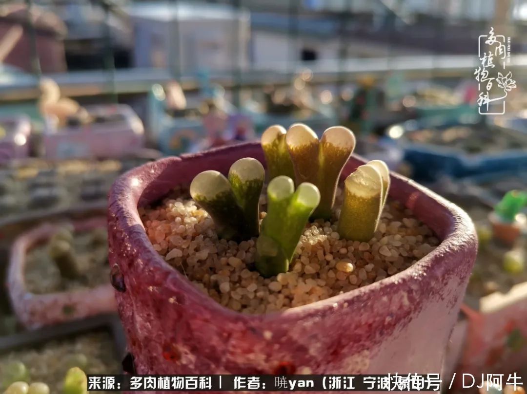 入多肉坑八年,始于初心,一切但求无愧于心