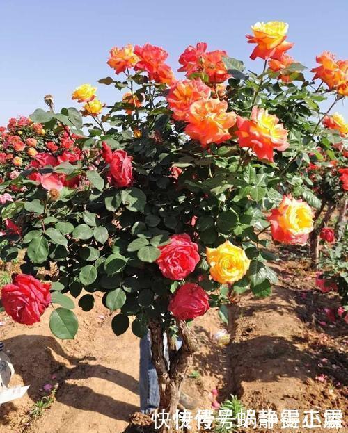 这花要勤修剪,不能养太老,越老开花越少,最后长成木疙瘩!