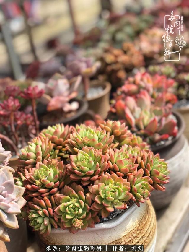 爱多肉,爱生活,我们是一群快乐的养肉人!