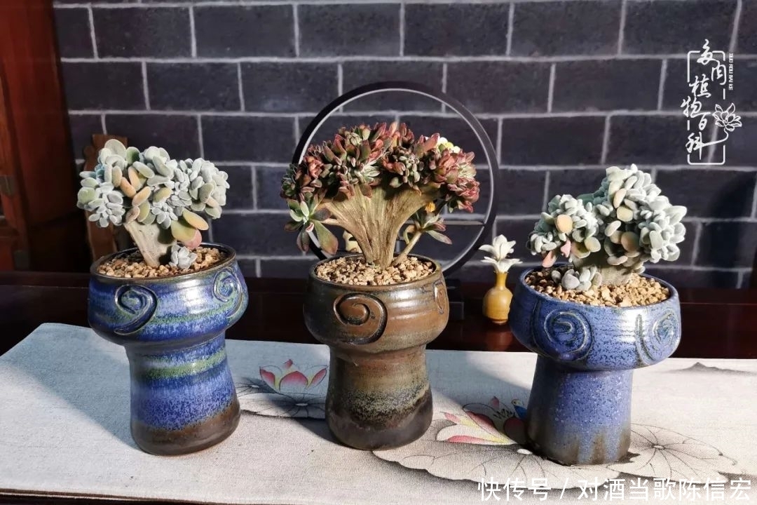 多肉桃花源:别人笑我太疯癫,我笑他人看不穿!