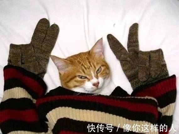 |搞笑图片幽默段子笑话:哈哈,哪个有才的人帮小猫咪摆的姿势呢?