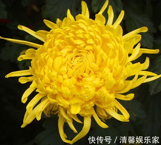 它是菊花精品，开花“金灿灿”，比牡丹更艳、香气浓，更是上品茶