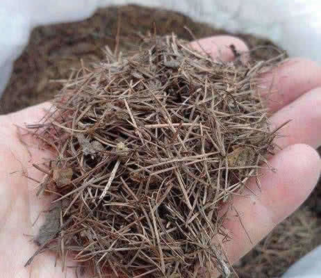 外面捡个“宝”,扔进花盆里,三角梅蹭蹭冒花苞,越长越旺