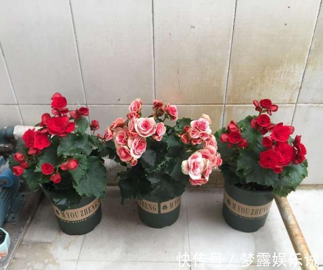 丝瓜瓤|老花农教你这么做,花儿不积水不烂根,盆盆长的精神