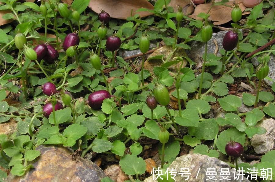 妇科病|妇科病的克星终于找到了,用它泡水喝,活血化瘀,远离妇科病困扰