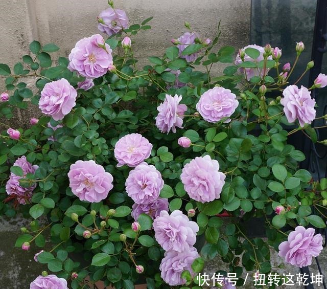 月季|最值得养的月季,花色稀有,开花量大,一开就是300天,从不生病