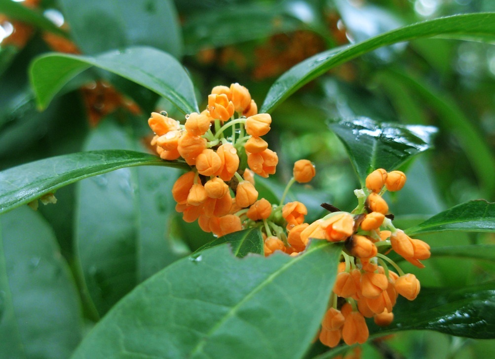 此花是我国的传统名花，以香气所闻名，在我国有着很重要的地位