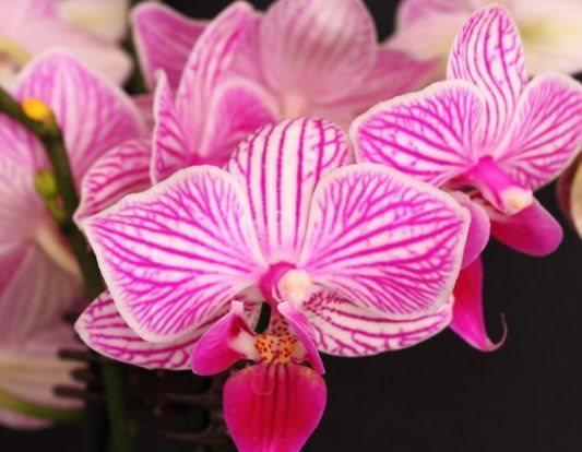 农历十一月大雪过后,养什么花?家里养3种花,吉庆有余万事顺心