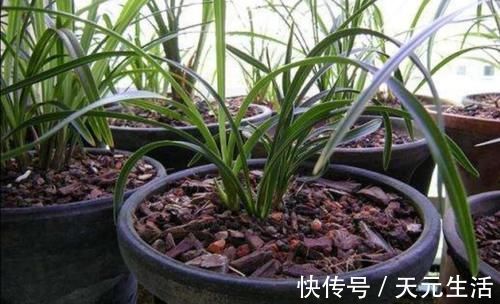 腐叶土|营养土不用花钱买，自己制作的“营养土”，养啥花都旺