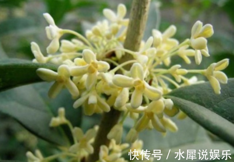 扦插|这么养桂花,阳台一小盆就开出大片金黄,香气十里外都能闻到!
