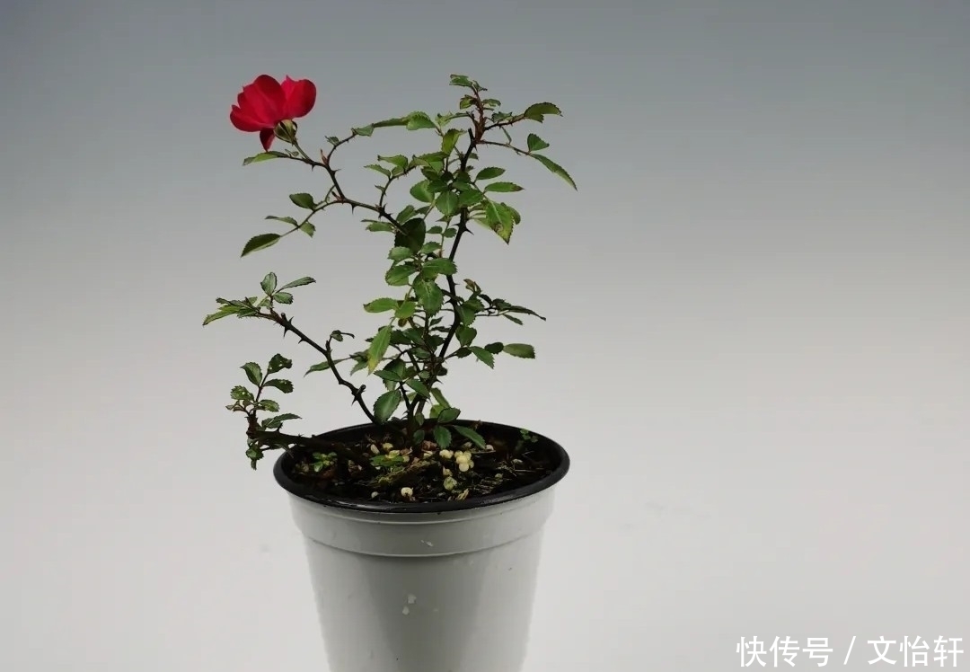 品种|100个月季品种，千姿百态，每个都很漂亮，图名并茂，值得收藏