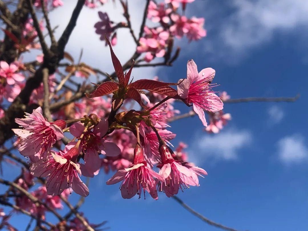 樱花|通海里山：樱花烂漫似春来