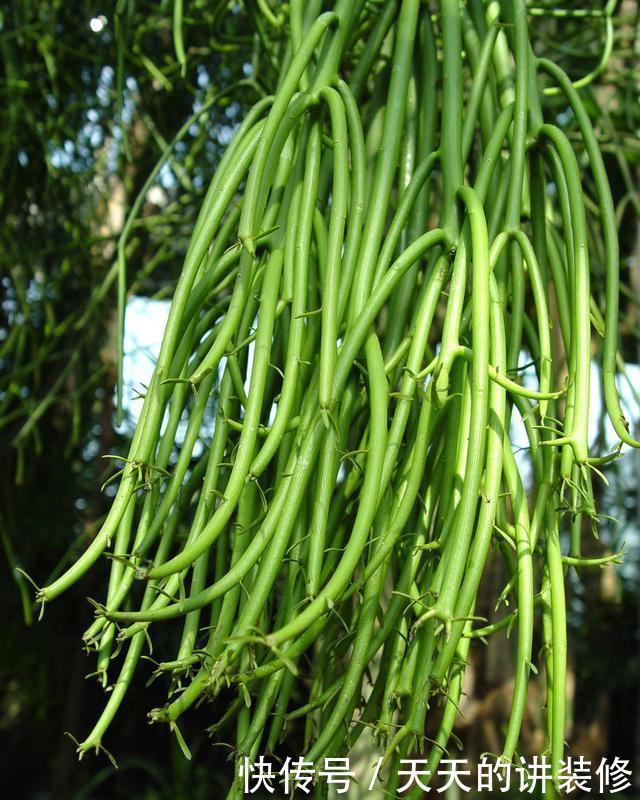 你家|5种有毒的多肉植物,你家可能就有一盆,养护需小心