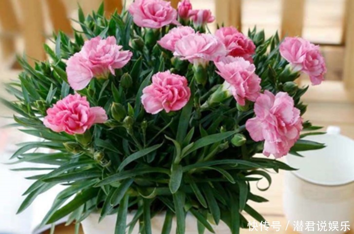 绿萝|有钱人最喜欢养“3种花”，四季都开花，镇宅又招财，比绿萝好养