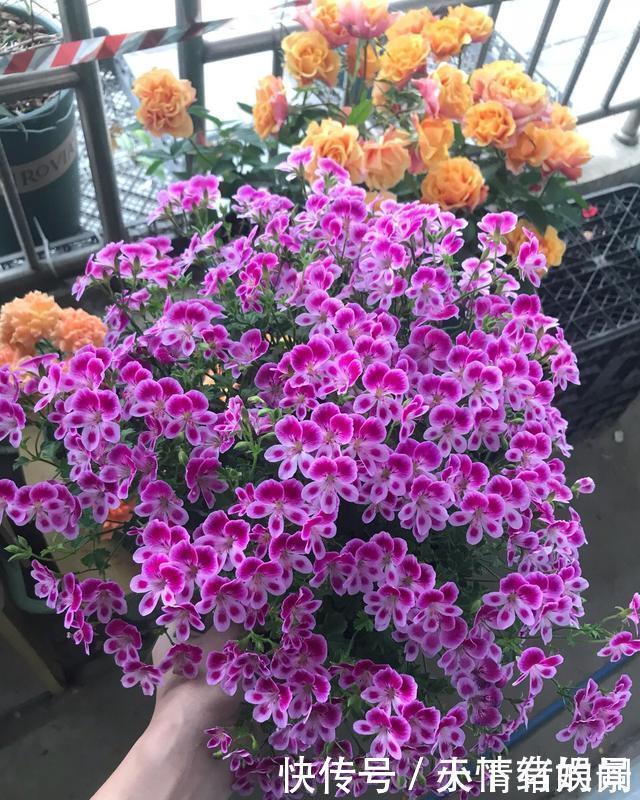 这6种漂亮花，天一热就死，夏天别再买，白花钱养不活