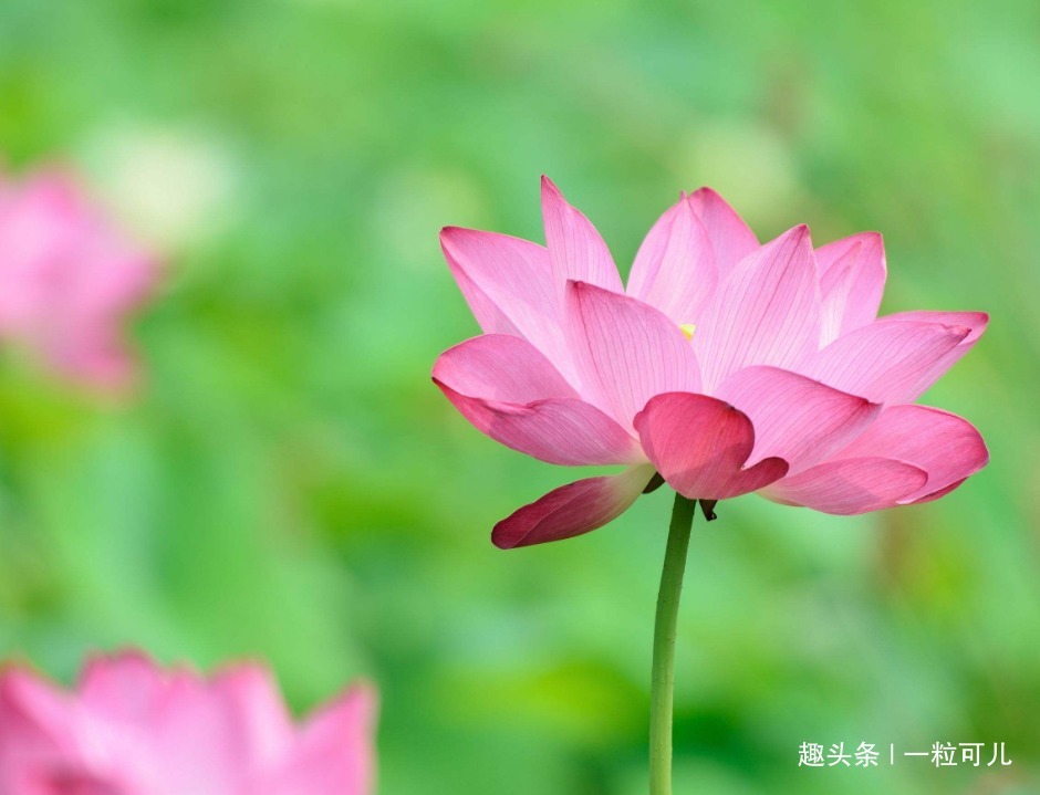 刀子嘴豆腐心|“刀子嘴豆腐心”的3生肖女，嘴上对丈夫很嫌弃，内心却很爱丈夫