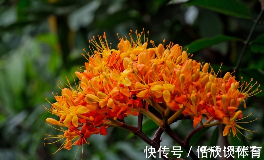 橙黄色|此花仿佛像座金色的宝塔,非常鲜艳醒目,代表着消除生活中的烦恼