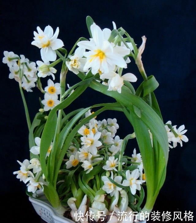 种球|水仙种球雕刻几刀,开出极品水仙花,惊爆眼球