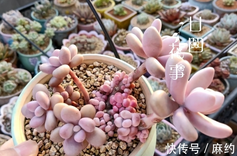 侧芽|4种方法,让单头多肉变多头,总有一种适合您!