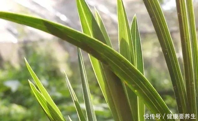 兰花新芽最怕什么兰友就是这四害!