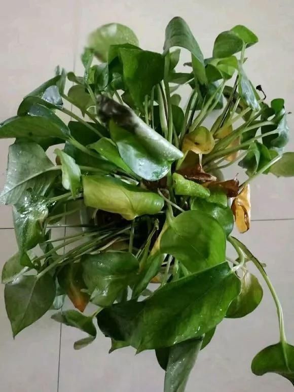 路边被人丢掉的名贵花,丢人也要捡,种盆里就开花