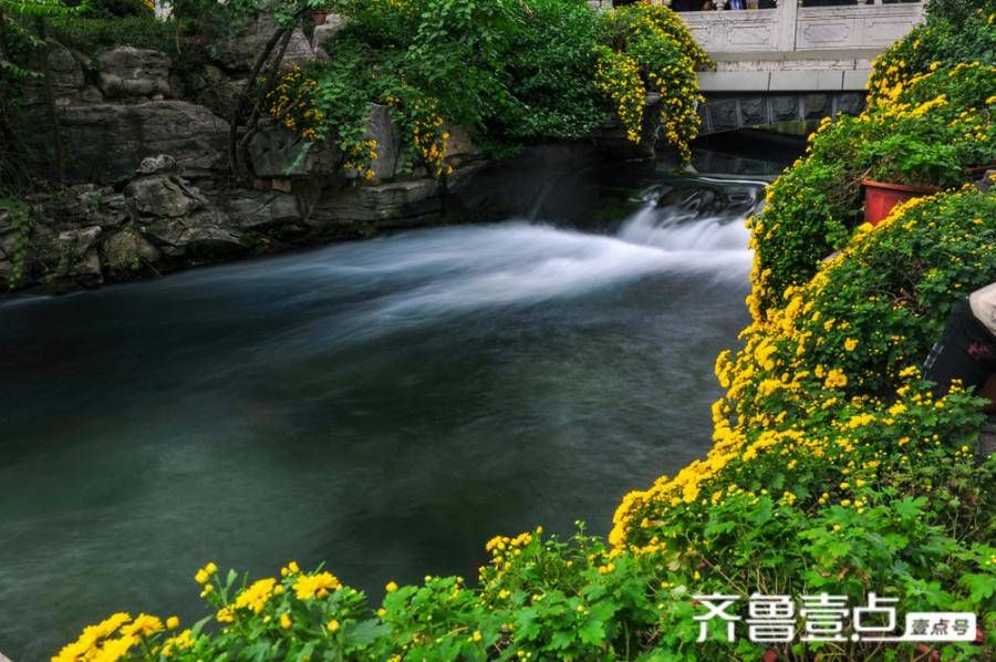 情报站|锦鲤在泉水中畅游，菊花在趵突泉飘香