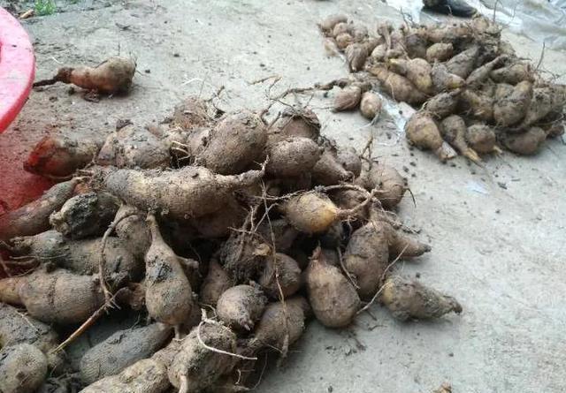 这4种花入冬就“假死”，简单处理一下，明年继续花开烂漫