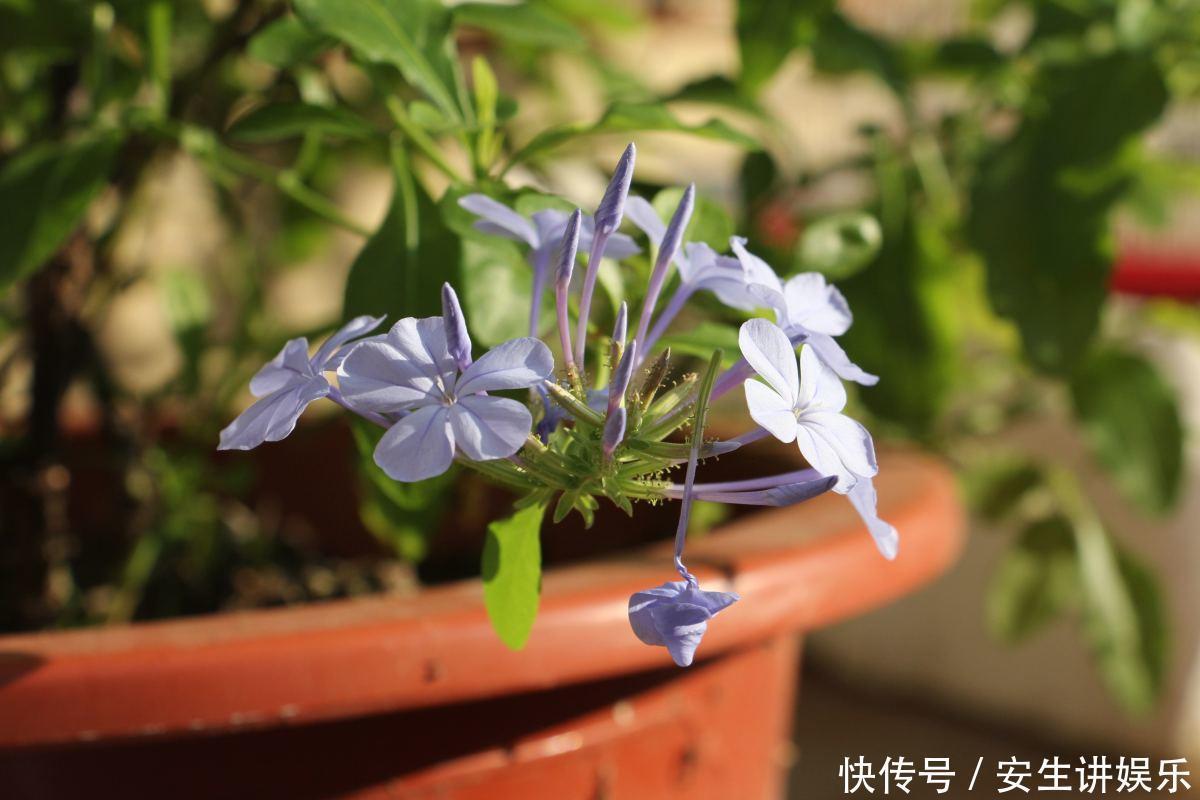 这花长得巴掌大，越晒花越多，一不小心就开成瀑布！