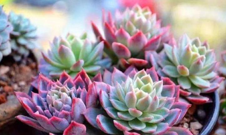 十月养多肉，教你几个小技巧，快速上色，30天养成群生肉墩子