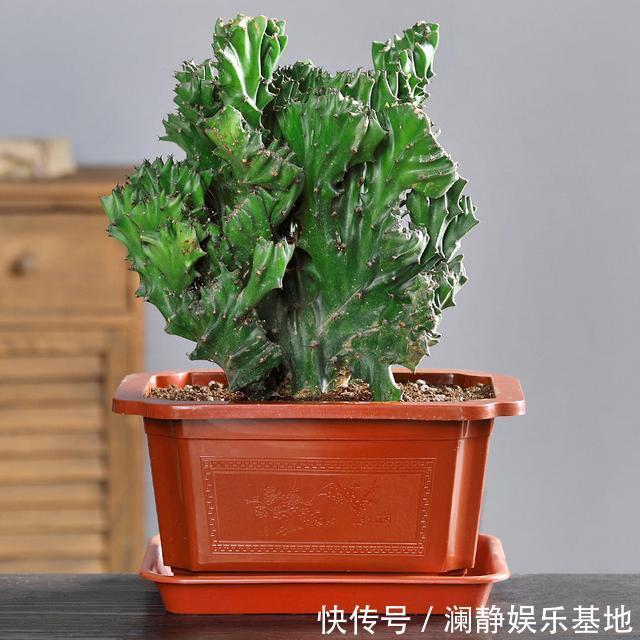 5种霸气花,个个“丑八怪”却吉利镇宅,丢在角落不管,一样爆棚