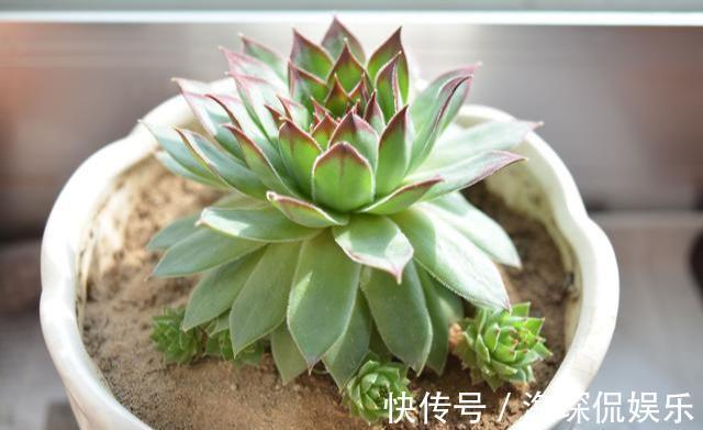 侧芽|多肉观音莲，3个“误区”要避开，从不“穿裙子”，一圈小莲花