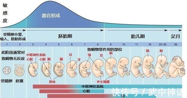 畸形|为什么现在胎停发生率这么高拒绝胎死腹中，孕早期孕妈做好3点