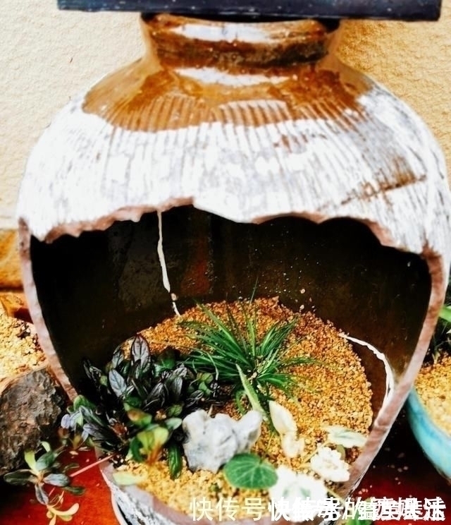 盘子|用石头盘子来养花,变成小盆景,价值能翻好几倍