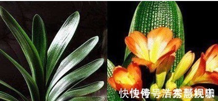 叶片|君子兰、长寿花、蟹爪兰总不开花，可能盆里缺点它，加一点就开花