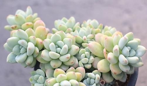 4种自带香味的多肉，窗台养一盆，满屋子飘香，你养过几种？