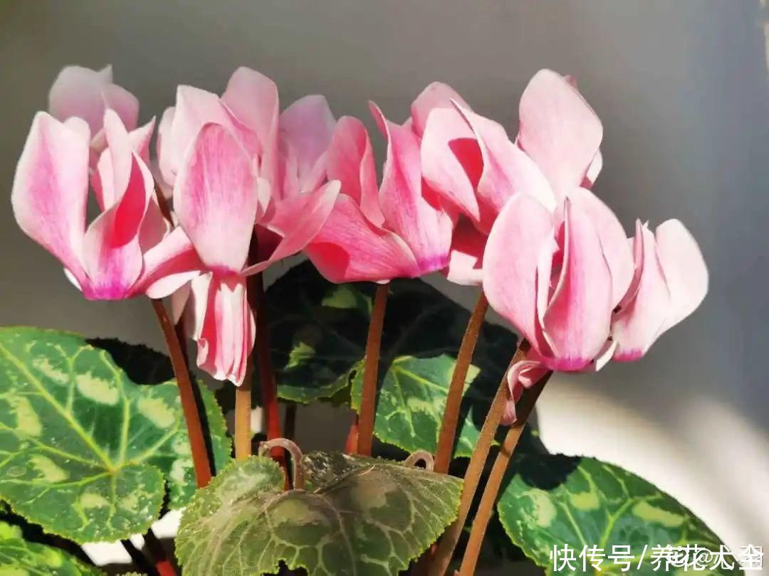 10种花要控水,天热反而不能浇,一浇水就死