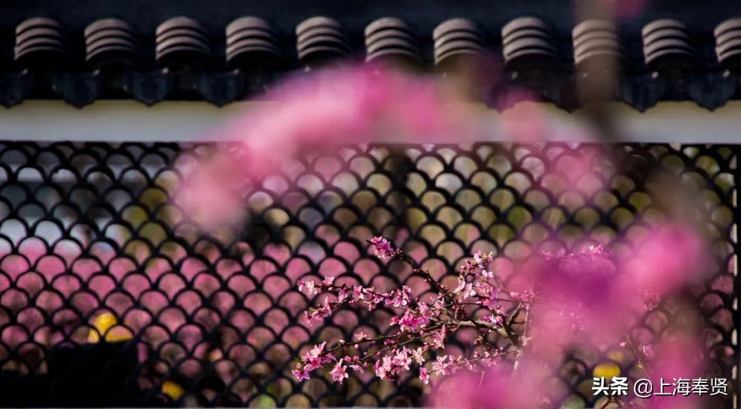 马鞭草|月月有花看，季季有花开！这个“花的世界”惊艳你的一年四季！