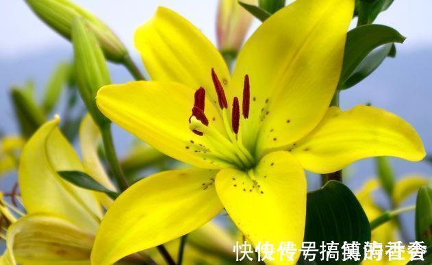 仙客来|5种花适合养在客厅,花朵大颜色艳,一年四季开花不断