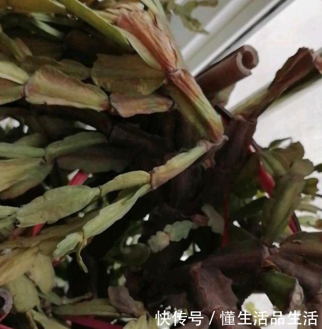 蟹爪兰“软趴趴”像霜打了一样,因为犯了1个大错,赶紧改来得及!